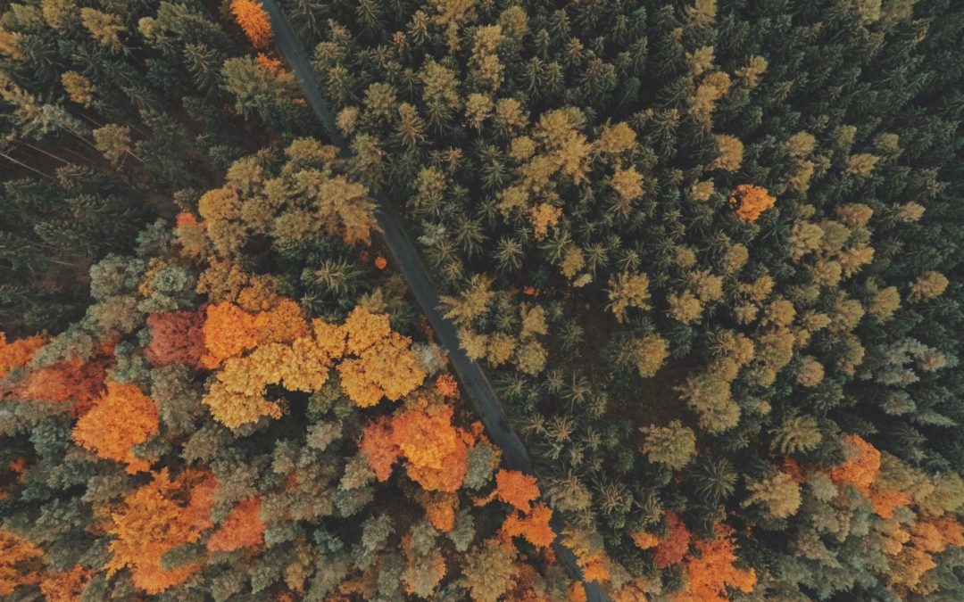 Woody Biomass in the West Central Mountains